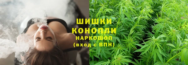индика Алзамай