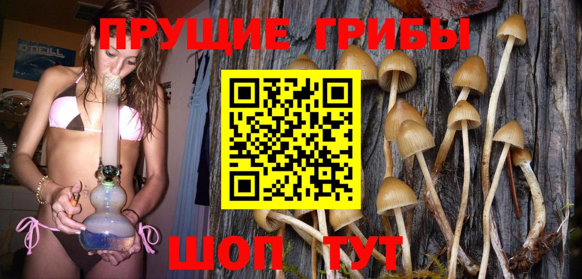 Галлюциногенные грибы Psilocybine cubensis Петровск